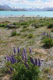 Lake Tekapo